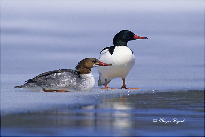 Common Mergansers 103B by Dr. Wayne Lynch &copy;